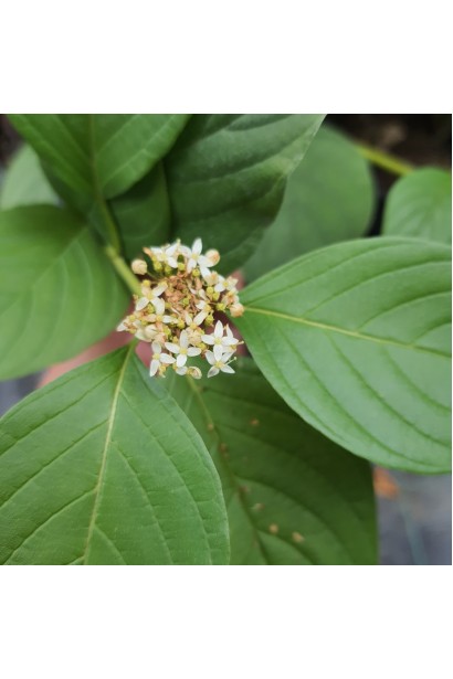 Дерен паростковий Флавірамеа